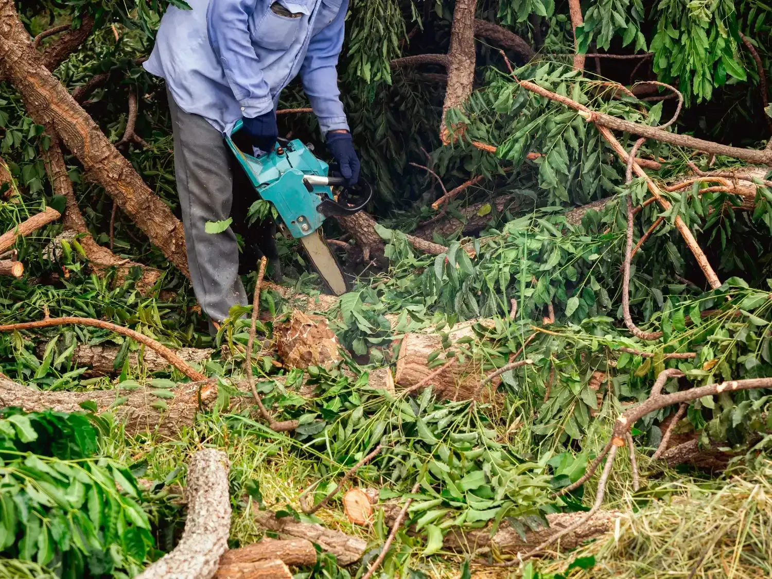 A man is cutting a tree with a chainsaw.