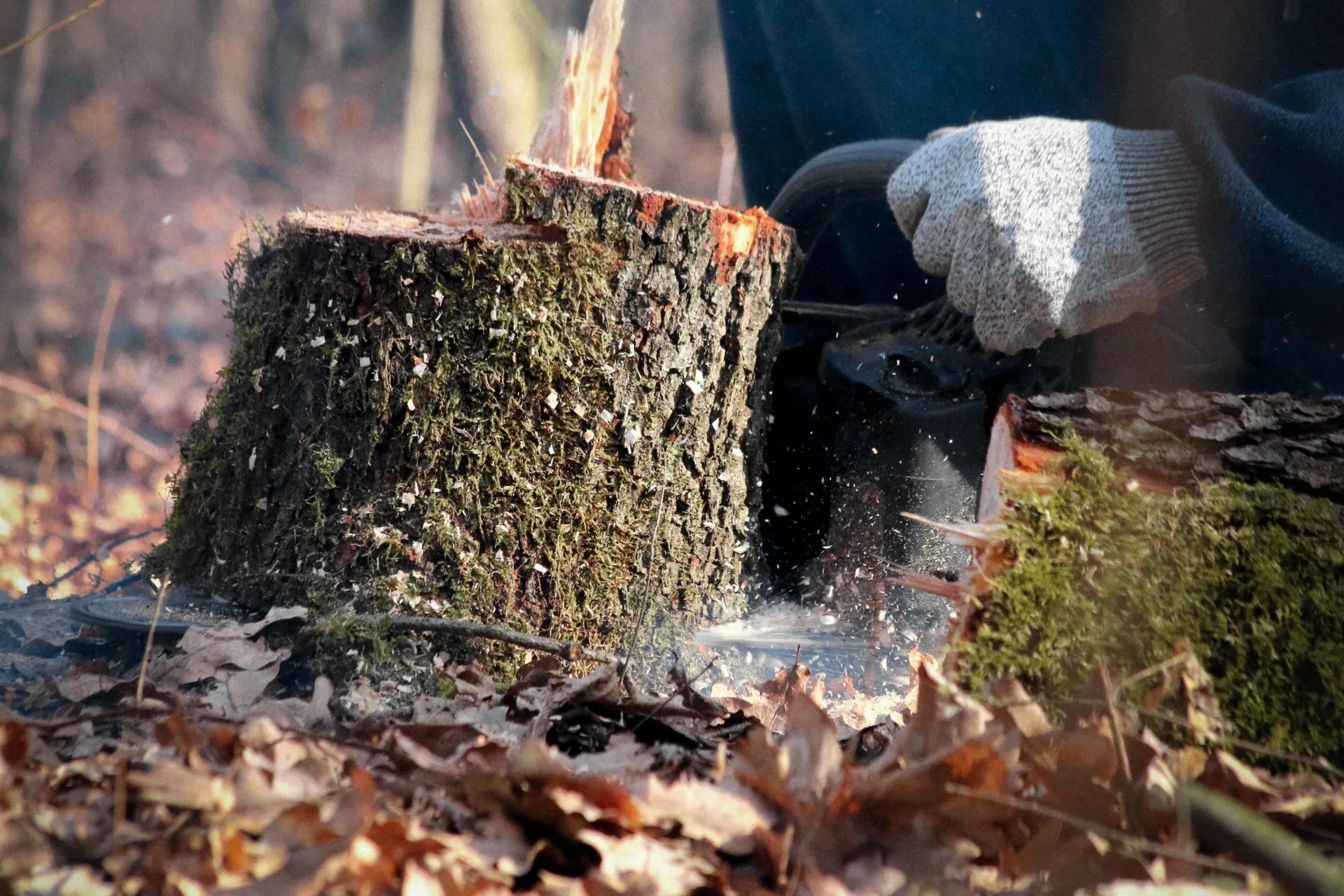 Stump grinding in Palmyra, MI