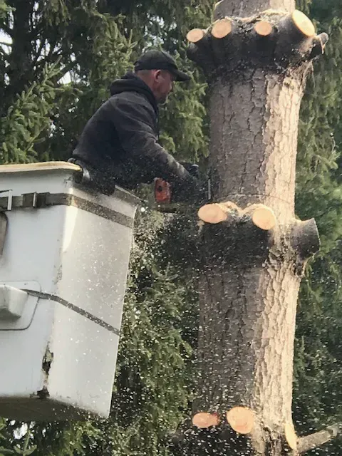 A man in a bucket is cutting a tree with a chainsaw.