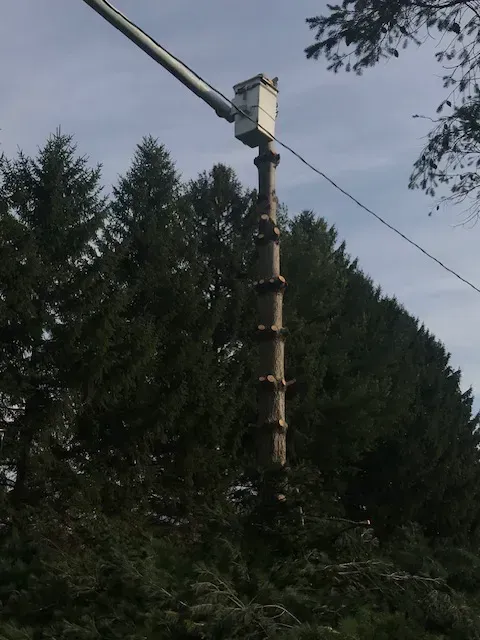 A bucket on top of a pole with trees in the background