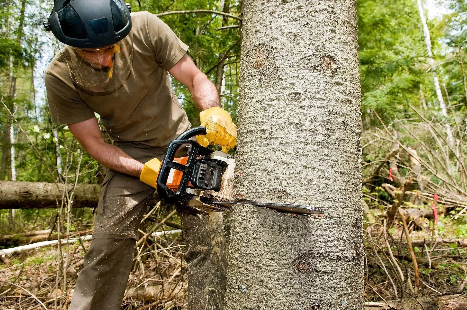 Tree cutting in Palmyra, MI