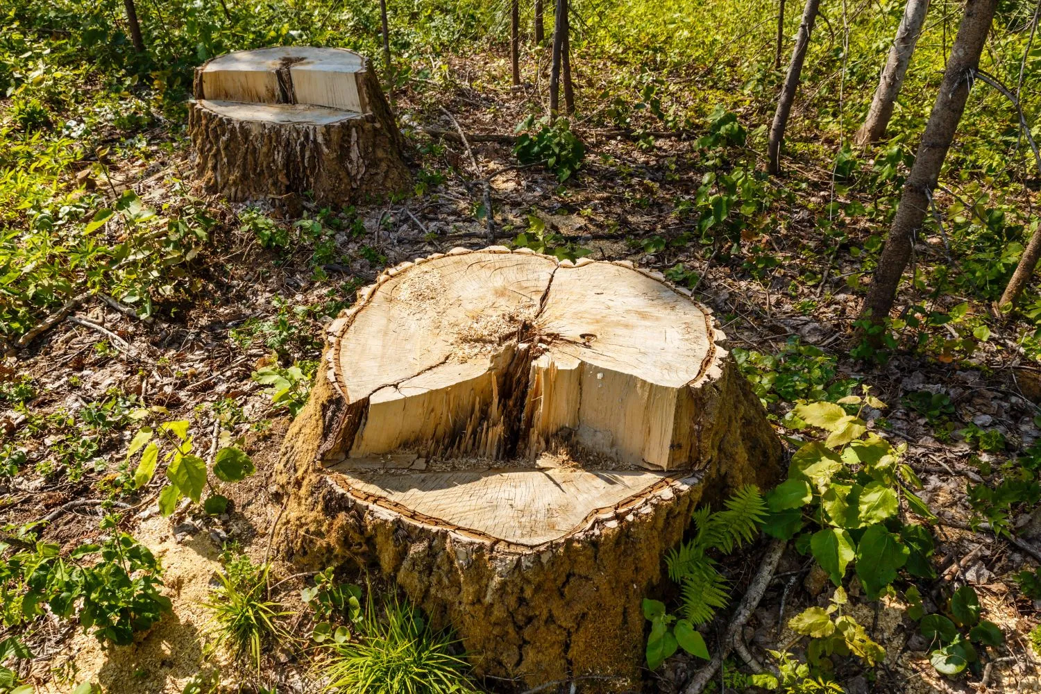 A tree stump in the middle of a forest.